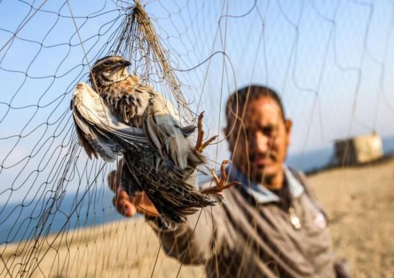 رهاسازی ۲۳ نوع پرنده از دام شکارچیان در تالاب هورالعظیم