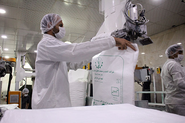 ۵۰ هزار تن شکر سفید در شرکت توسعه نیشکر تولید شد
