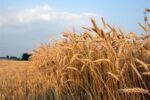خوزستان در کشت قراردادی گندم در کشور پیشتاز است
