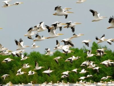 آماده‌باش یگان حفاظت محیط زیست خوزستان در فصل مهاجرت پرندگان