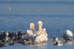 خشکسالی و تخریب زیستگاه‌های خوزستان پرندگان مهاجر را تهدید می‌کند