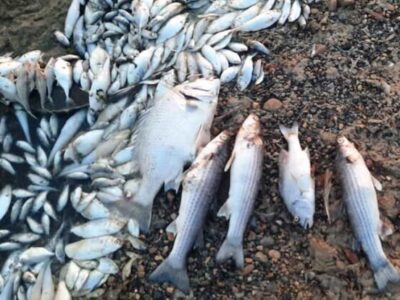 اثبات فرضیه ارتباط پتروشیمی ها با مرگ و میر ماهیان دریاچه نمک ماهشهر، برخورد قاطعی را در پی خواهد داشت
