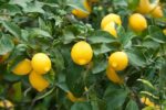 برداشت لیمو شیرین از باغ‌های خوزستان آغاز شد