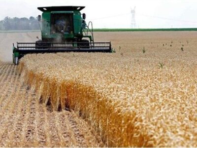 خرید ۳۷۰ هزار تن گندم و کلزا از کشاورزان خوزستان